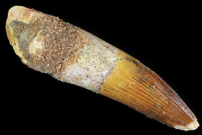 Spinosaurus Tooth - Nice Enamel and Partial Root #81136
